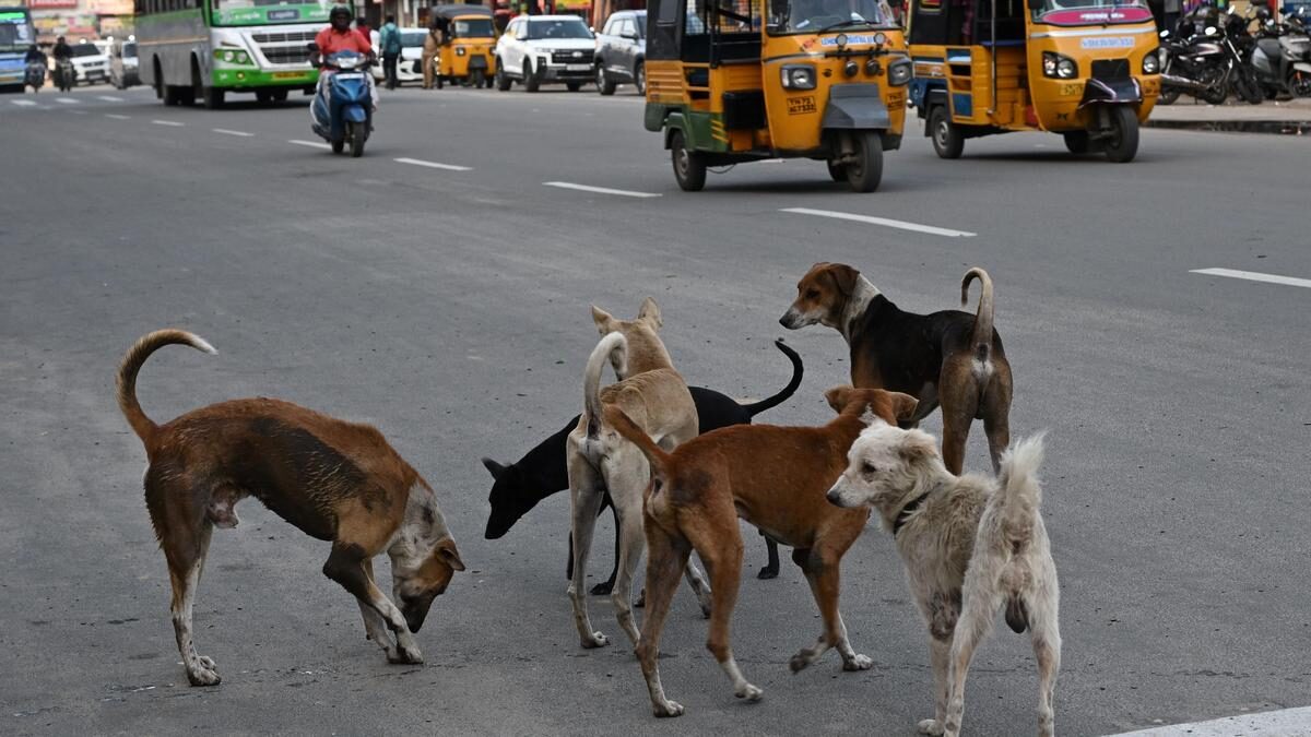 Supreme Court allows for euthanasia of ‘rabid and dangerous dogs’, refuses to recall directions to remove stray dogs from public institutions