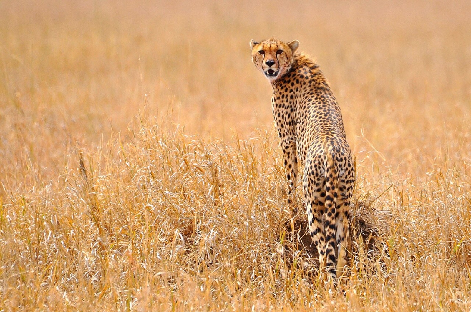 South African cheetahs to be unveiled for public viewing at Bannerghatta Zoo from June 4 | Bangalore News