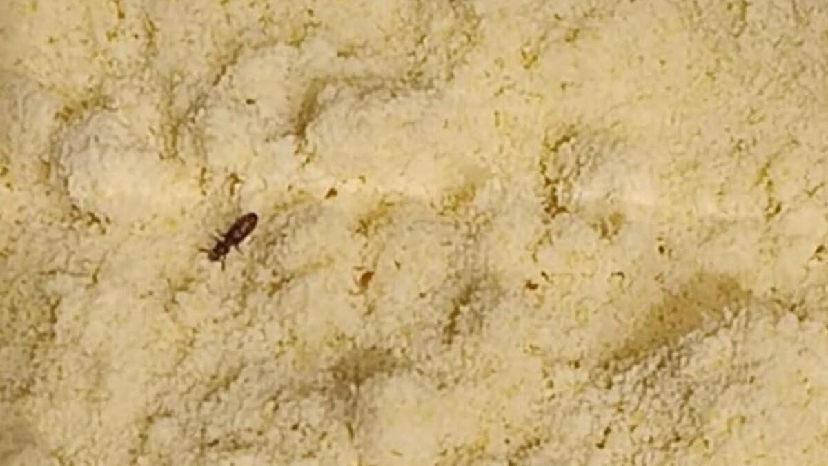 Pest-infested flour, decayed vegetables, meat waste found at Hyderabad’s Lulu Hypermarket during food safety inspection