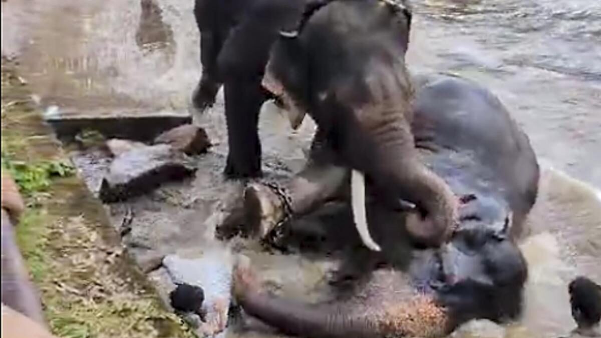Dubare jumbo fight: Elephant Marthanda dies a day after fatal clash