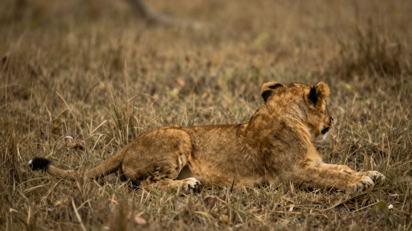 Two lion cubs died of suspected parasitic infection, says Gujarat govt | Ahmedabad News