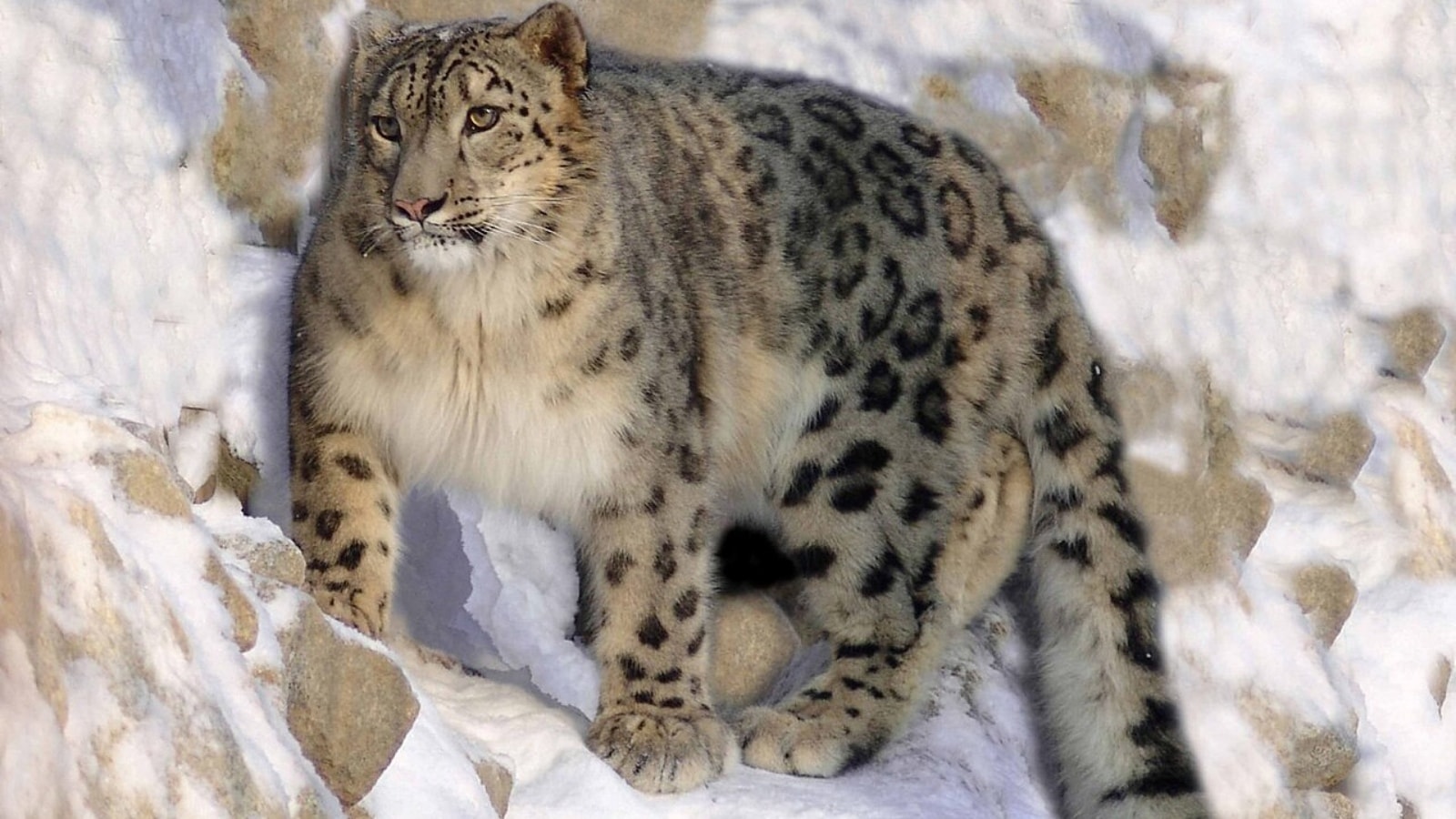 Meet the endangered species that are surviving in India’s national parks | Pets-animals News