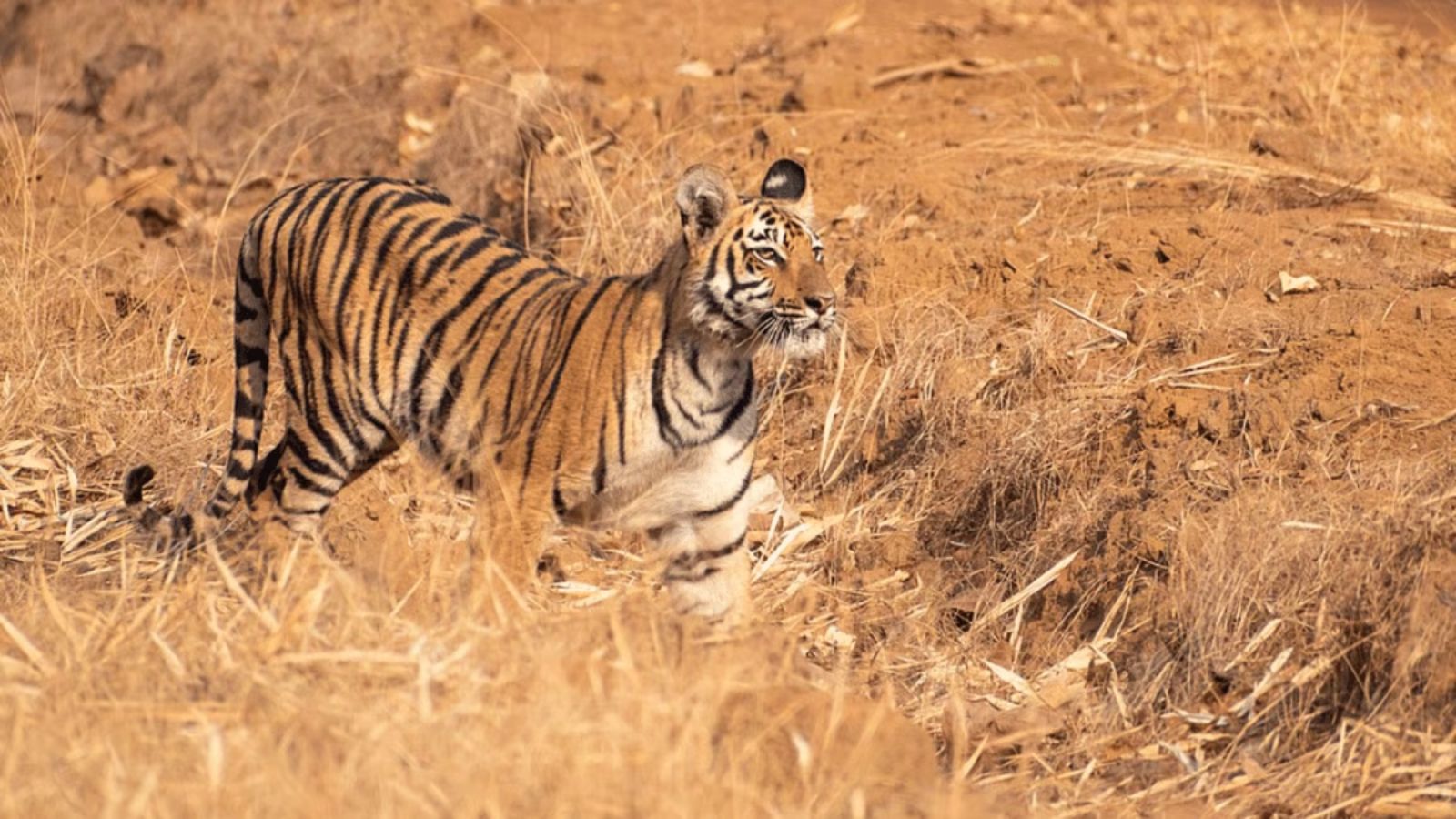 Postmortem twist in Bandhavgarh tiger death: Struck by tranquiliser ‘after death’, suffered ‘prolonged physical deterioration’ | India News