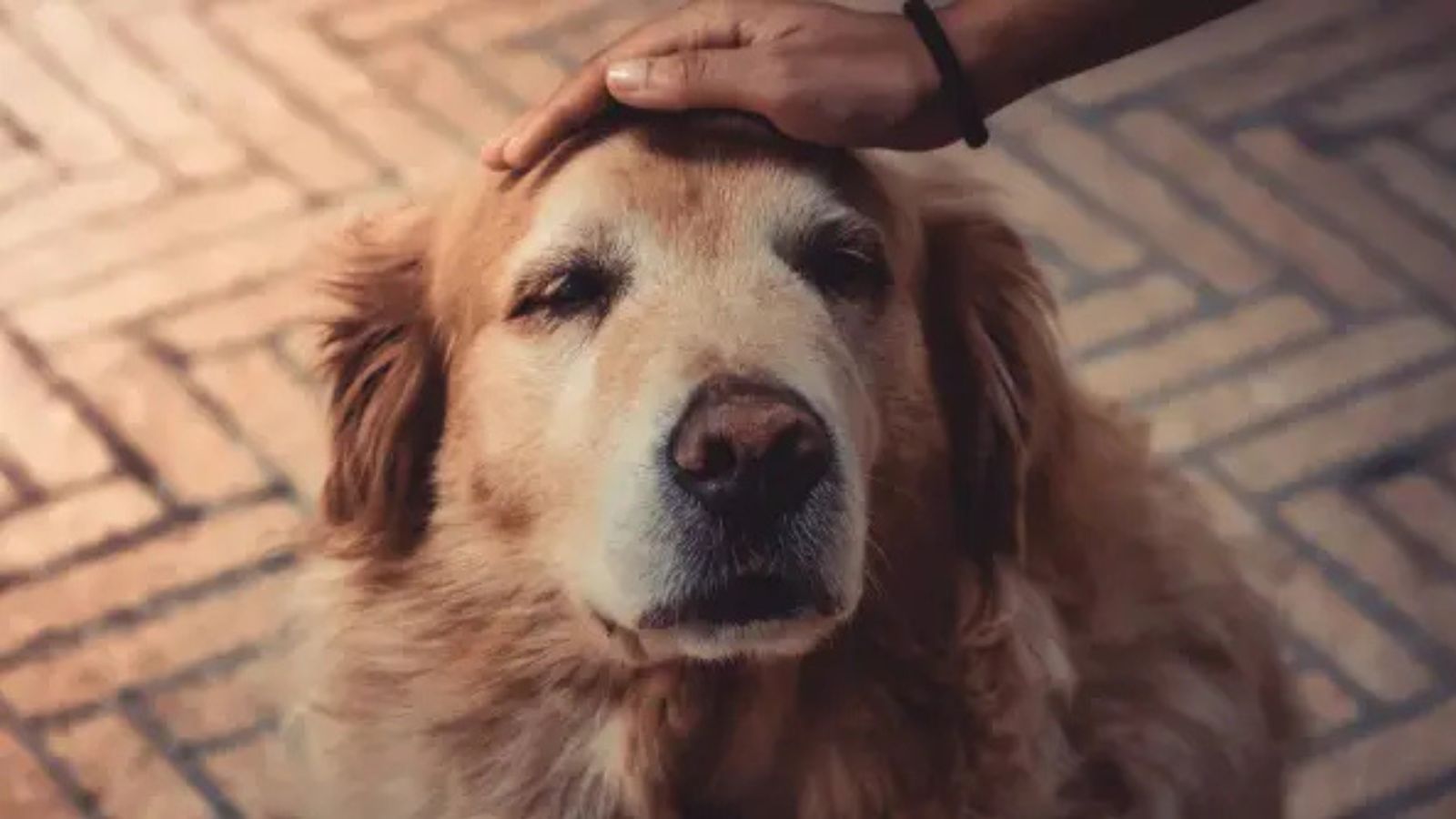 Karnataka court stops return of dogs to owner accused of abuse
