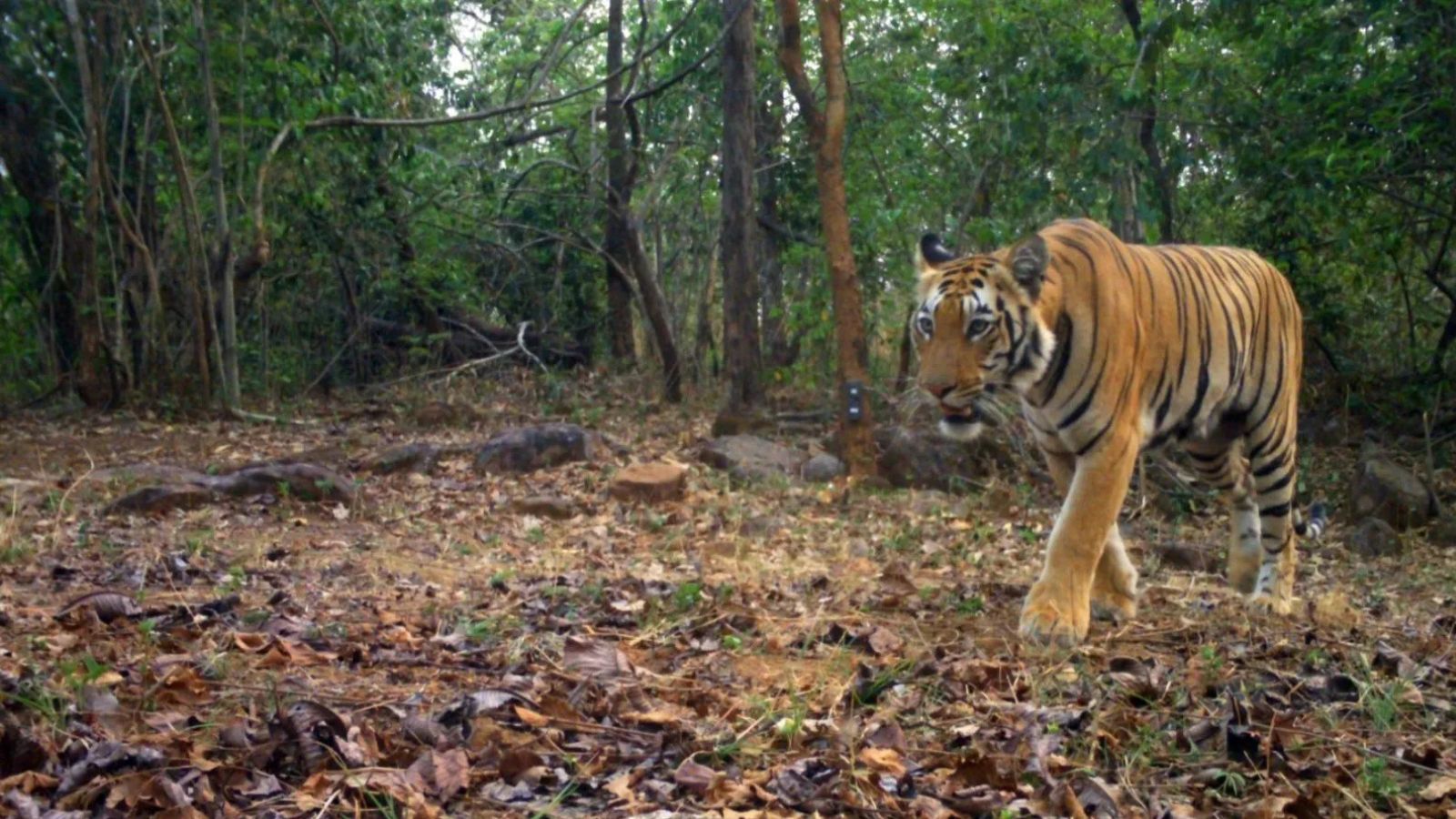 In-principle forest nod for railway line through MP tiger corridor