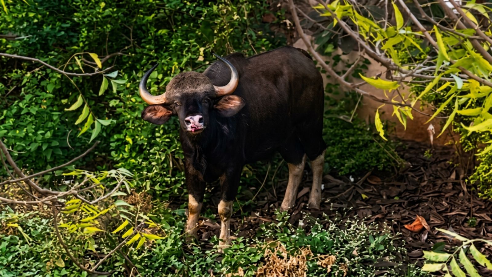 Gaur rescued after falling between water pipelines on Pune outskirts