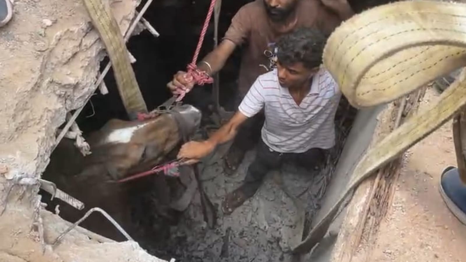 Vadodara: Horse falls into drain after concrete cover collapses, rescued after hour-long op | Ahmedabad News