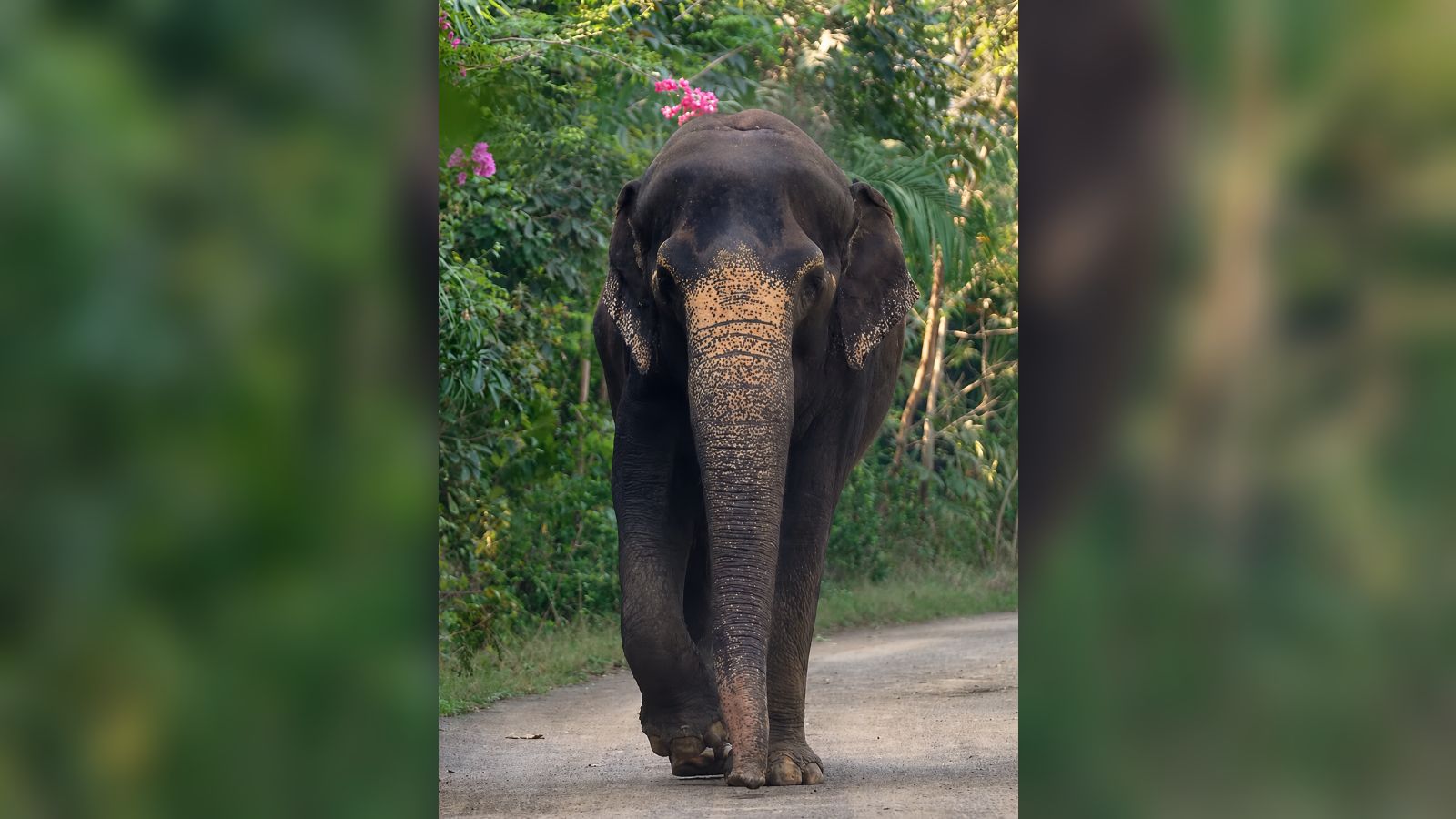 Kolhapur’s beloved elephant Madhuri to return home after nearly a year at Vantara | Pune News