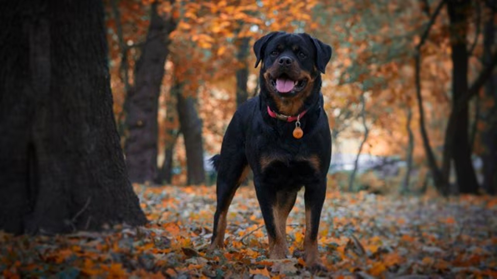 Rottweiler bites 9-yr-old boy in Ahmedabad housing society, owner booked | Ahmedabad News