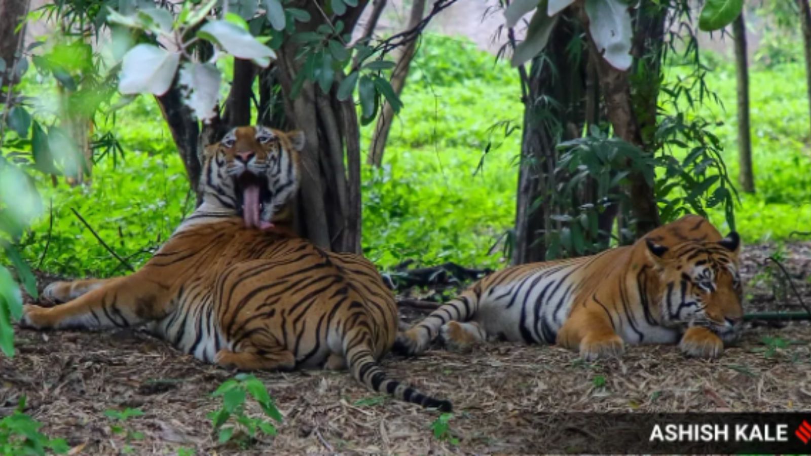 18 years on, Sariska’s tiger reintroduction pushes Centre to act on big cat-deficient reserves | India News