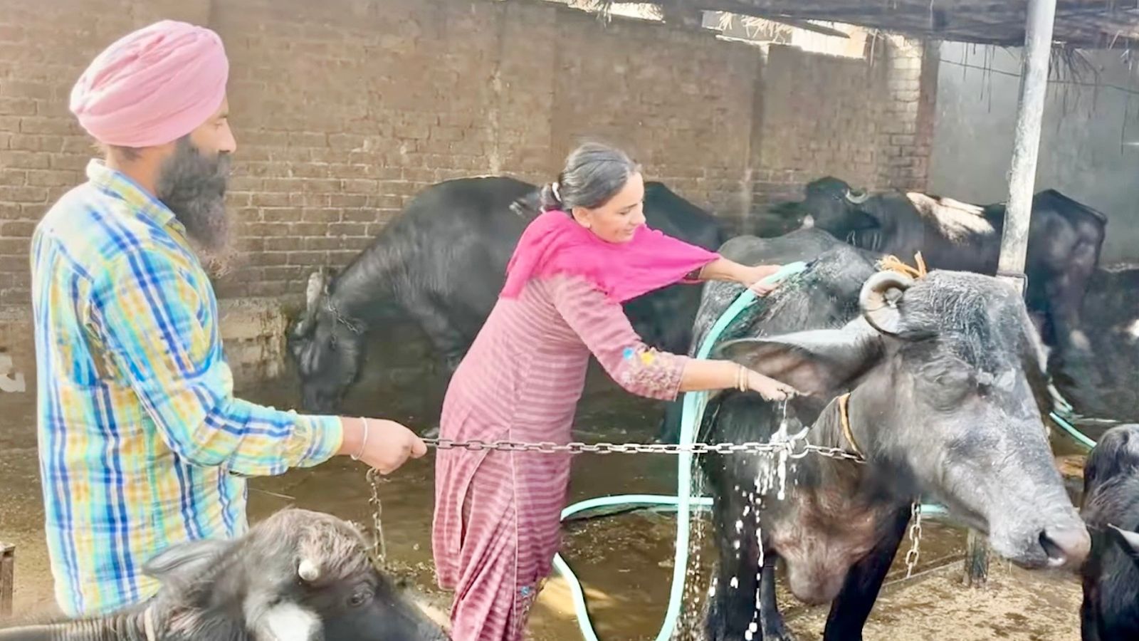 With two buffaloes and a goat, and scientific approach, Punjab farmer creates Rs 1 cr in assets | Chandigarh News