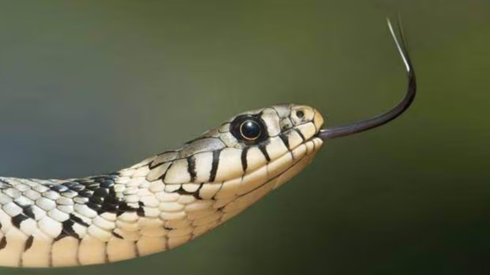 Fake snakebite deaths, forged autopsies: Chhattisgarh probe leads to doctor’s arrest | India News