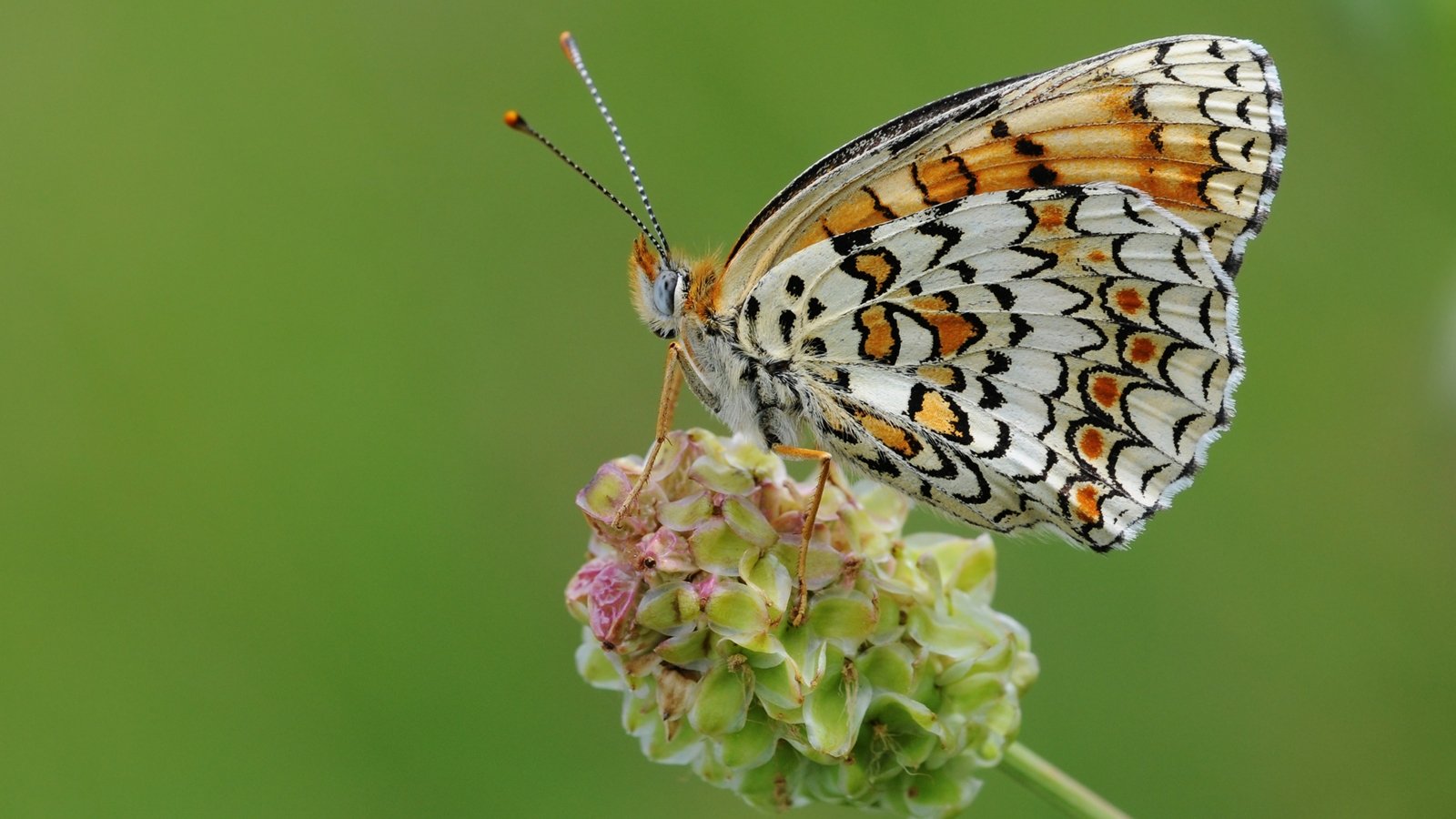 After 12 years, India completes first comprehensive catalogue of butterflies, moths | Kolkata News