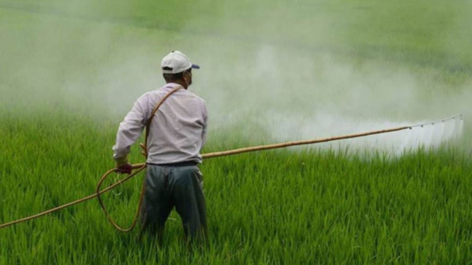 National Investment Policy to boost urea production | India News