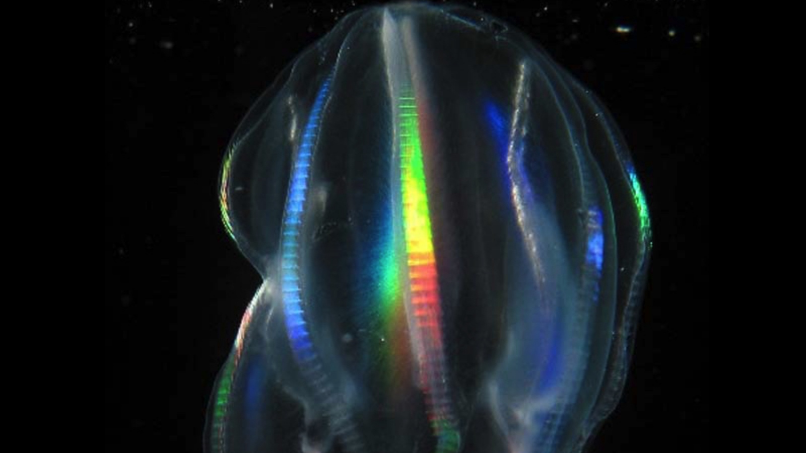 This tiny jellyfish can heal wounds in minutes without scars. What can humans learn?
