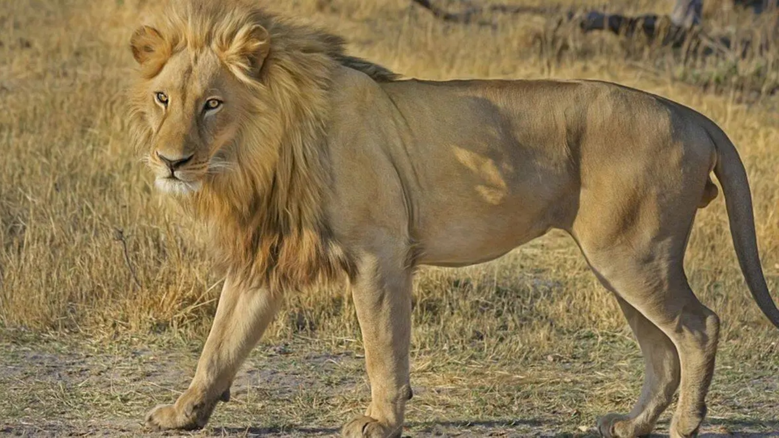 31 lions captured, 7 declared ‘maneaters’, Gujarat battles recent surge in attacks | Ahmedabad News