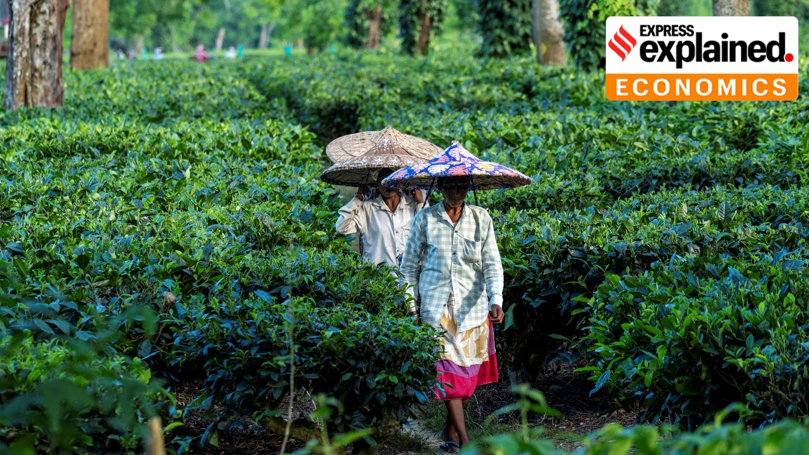Why India’s Tea Market Is Slowing Down and What It Means for Consumers